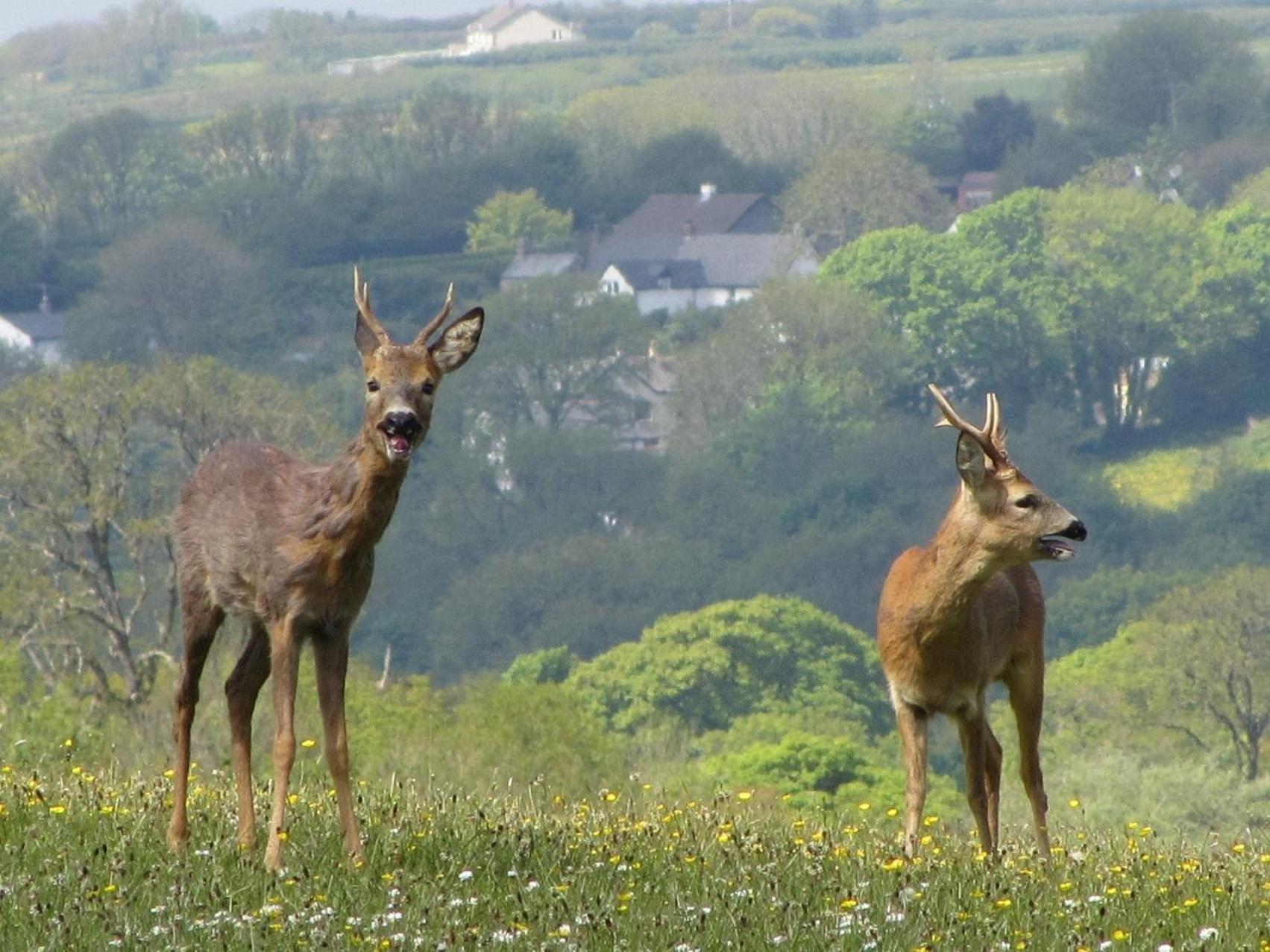 Holsworthy Holiday Cottages Фермерский дом